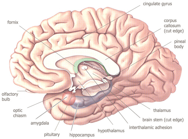 Brainstem Structures